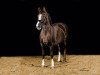 dressage horse Fabio 92 (unknown, 2001)