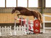 dressage horse Feuer Und Flamme 6 (German Riding Pony, 2017, from Fürst von Soest)