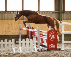 dressage horse Feuer Und Flamme 6 (German Riding Pony, 2017, from Fürst von Soest)