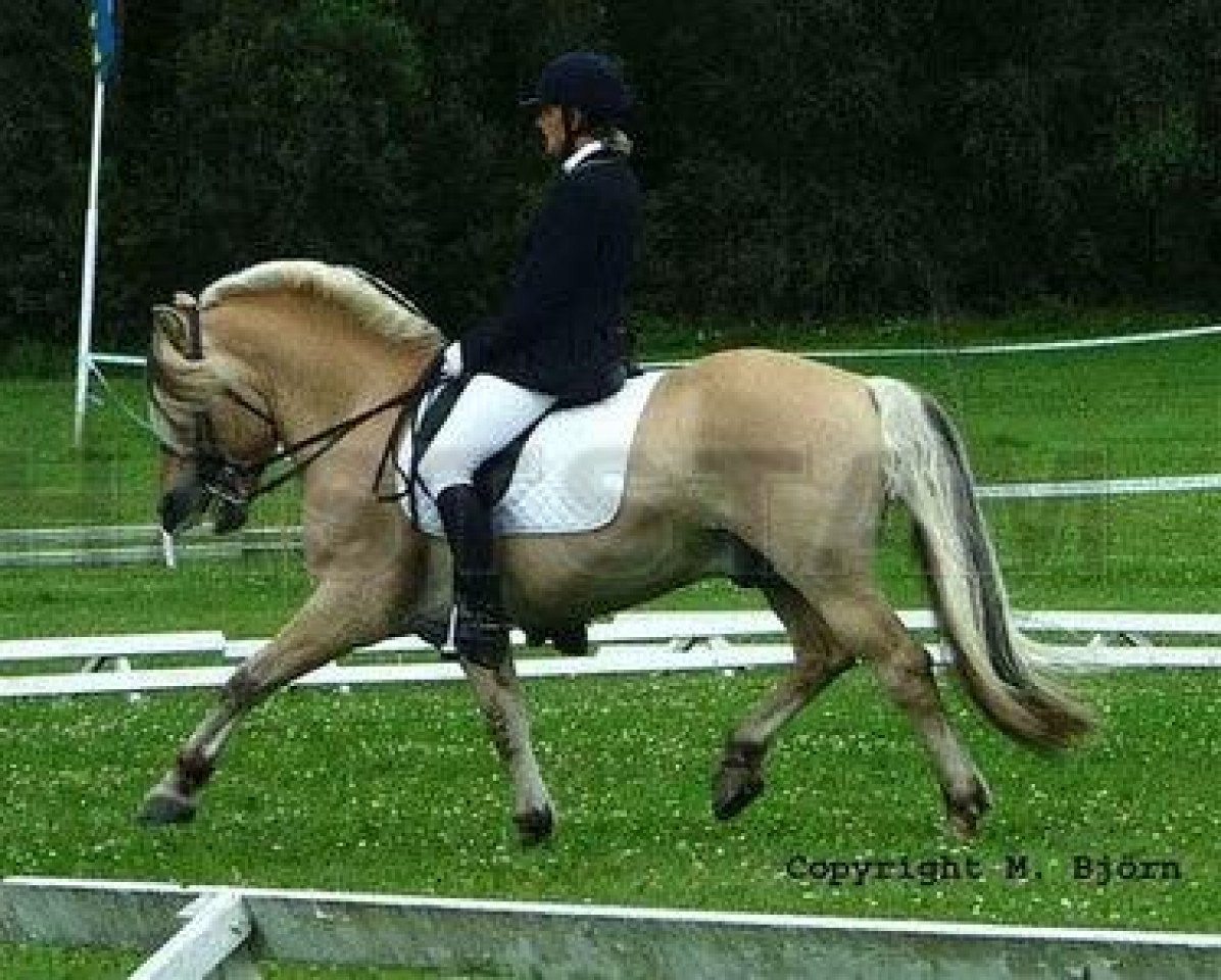 stallion Daler 180 SWE (Fjord Horse, 1989, from Dalar N.2120)