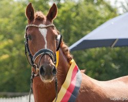 Zuchtstute Darfs ein bißchen mehr sein (Deutsches Reitpony, 2016, von Tackmanns Don Alonso NRW)