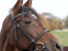 dressage horse Hubertus Klay von Elfsen (Pony without race description, 2000)