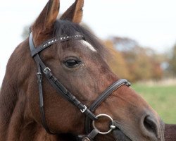 Dressurpferd Hubertus Klay von Elfsen (Pony ohne Rassebezeichnung, 2000)