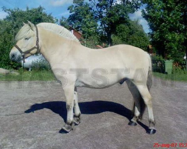 horse Morke 237 (Fjord Horse, 2002, from Dalar N.2120)