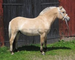 stallion Argus Frö (Fjord Horse, 2007, from Morke 237)