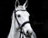 dressage horse Qumaira 7 (German Sport Horse, 2011, from Quadroneur)