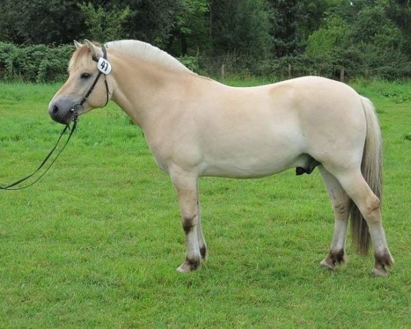 Pferd Jonas (Fjordpferd, 2008, von Jonathan)