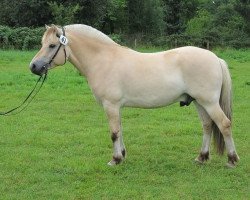 horse Jonas (Fjordpferd, 2008, from Jonathan)