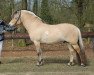 stallion Gjøvik (Fjord Horse, 2010, from Kastanielystens Karant)