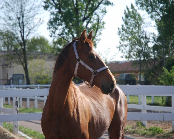 dressage horse Escada B (German Sport Horse, 2017, from Escolar)