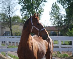 dressage horse Escada B (German Sport Horse, 2017, from Escolar)