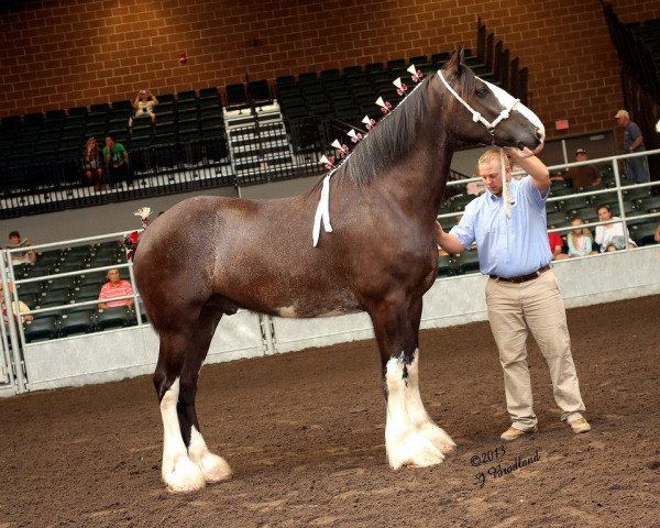 Pferd Diamond T Eli (Clydesdale, 2008, von Grand Maples Master Duncan)