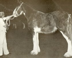 Zuchtstute Northumberland Rose (Clydesdale, 1978, von Doura Excelsior)