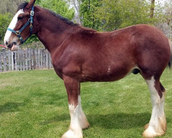 Pferd Diamond L Batt (Clydesdale, 2016, von T.H.V. O.Laddie O.Ben)