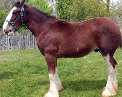 horse Diamond L Batt (Clydesdale, 2016, from T.H.V. O.Laddie O.Ben)