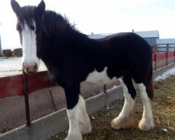 horse Cactus Hills Diamond Tiara (Clydesdale, 2014, from Priest Lake Samurai Warrior)