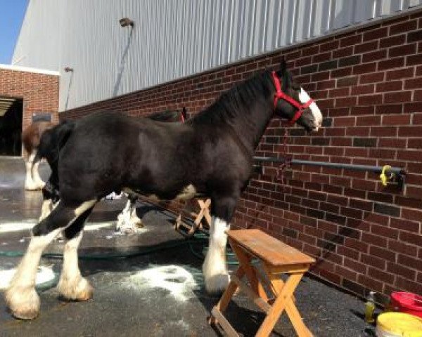 horse Diamond S Scott (Clydesdale, 2009, from Armageddon's Lord Solomon)