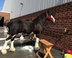 Pferd Diamond S Scott (Clydesdale, 2009, von Armageddon's Lord Solomon)