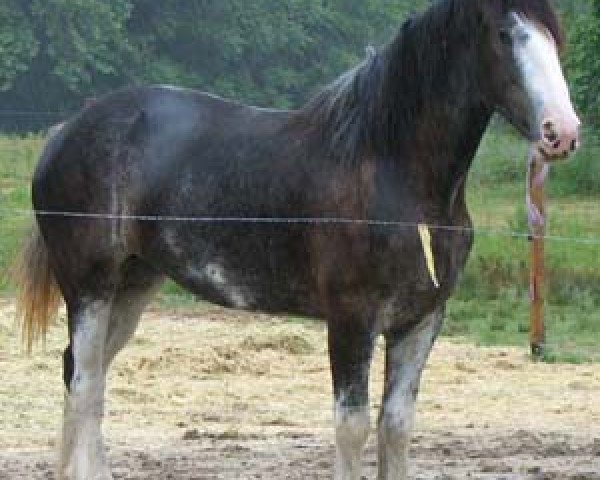 Zuchtstute Diamond S Sas (Clydesdale, 2004, von Armageddon's Lord Beelzebub)