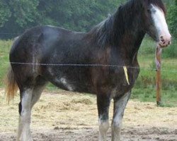 Zuchtstute Diamond S Sas (Clydesdale, 2004, von Armageddon's Lord Beelzebub)