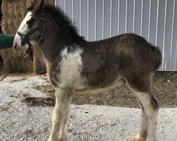 horse Diamond S Griffin (Clydesdale, 2019, from Willow Way Marshall)