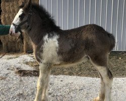 Pferd Diamond S Griffin (Clydesdale, 2019, von Willow Way Marshall)