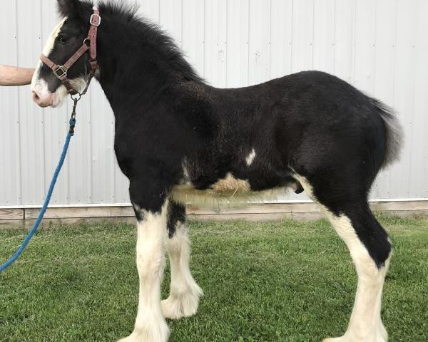 horse Diamond S Fylo (Clydesdale, 2018, from Willow Way Marshall)