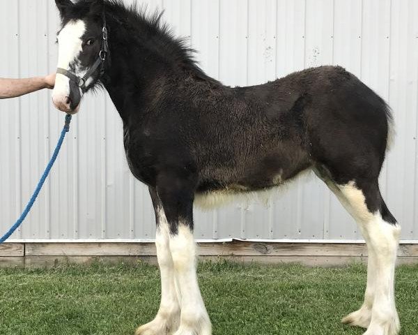 horse Diamond S Frida (Clydesdale, 2018, from Willow Way Marshall)