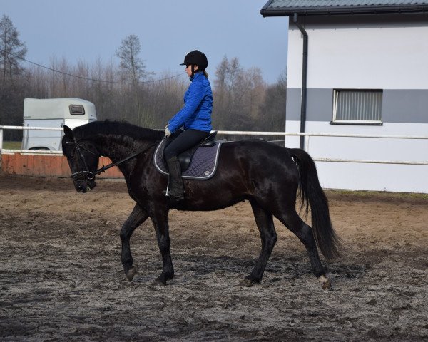 Pferd Dolares (Polnisches Warmblut, 2015)
