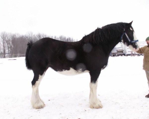 Zuchtstute Wooden Spoke U Go Girl (Clydesdale, 2004, von Dew Ridge Prince 2nd)