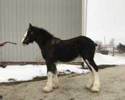 horse Diamond S Flyer (Clydesdale, 2018, from Armageddon's Lord Solomon)