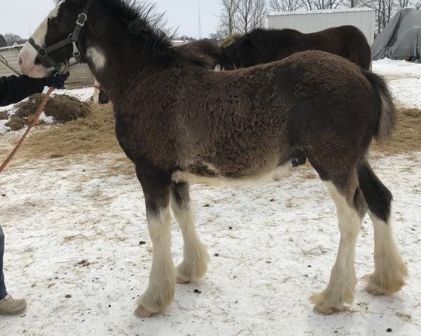 Pferd Diamond S Firecracker (Clydesdale, 2018, von Armageddon's Lord Solomon)