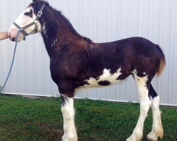 horse Diamond S Extravagance (Clydesdale, 2017, from Armageddon's Lord Solomon)