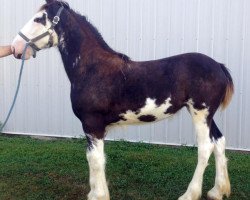 Pferd Diamond S Extravagance (Clydesdale, 2017, von Armageddon's Lord Solomon)