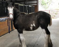 Pferd Diamond S Eve (Clydesdale, 2017, von Willow Way Marshall)