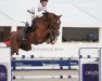 jumper Peter Pan (Hanoverian, 2010, from Perigueux)