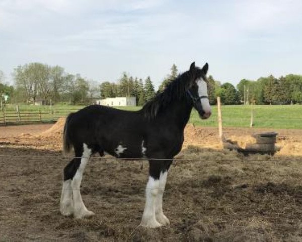 horse Diamond S Elliot (Clydesdale, 2017, from Willow Way Marshall)