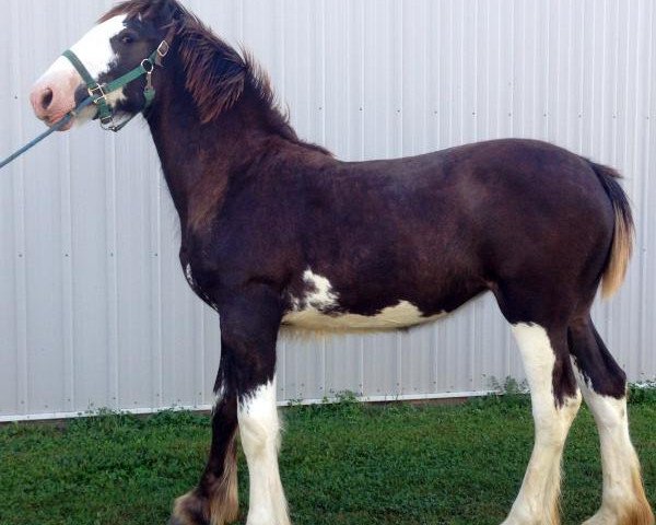 Pferd Diamond S Electra (Clydesdale, 2017, von Willow Way Marshall)