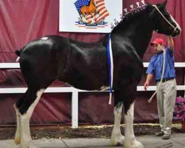 horse Diamond S Dotty (Clydesdale, 2008, from Westedge Major's Lucky)