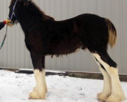 Pferd Diamond S Designer (Clydesdale, 2016, von Willow Way Marshall)