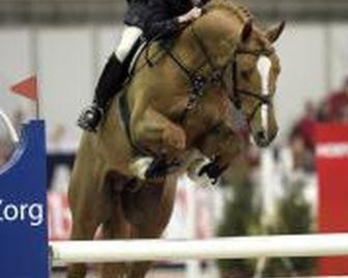 Deckhengst Ultimo (KWPN (Niederländisches Warmblut), 2001, von Phin Phin)