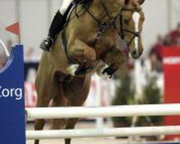 jumper Ultimo (Royal Warmblood Studbook of the Netherlands (KWPN), 2001, from Phin Phin)