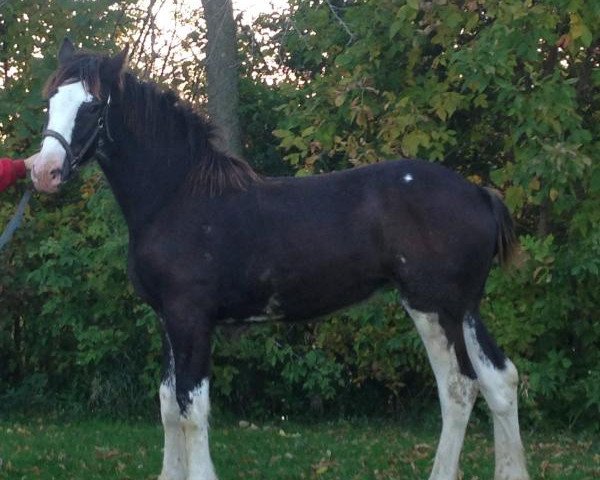 horse Diamond S Deena (Clydesdale, 2016, from Willow Way Marshall)