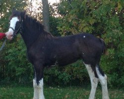 Pferd Diamond S Deena (Clydesdale, 2016, von Willow Way Marshall)