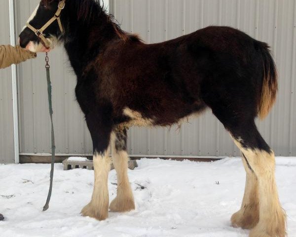 horse Diamond S Darby (Clydesdale, 2016, from Armageddon's Lord Solomon)