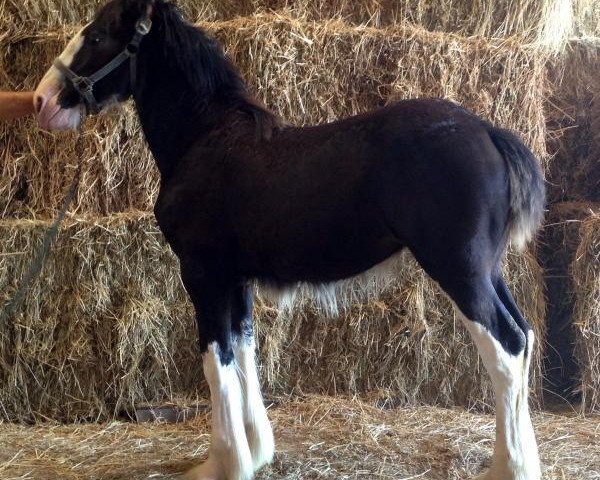 horse Diamond S Crystal (Clydesdale, 2015, from Armageddon's Lord Solomon)