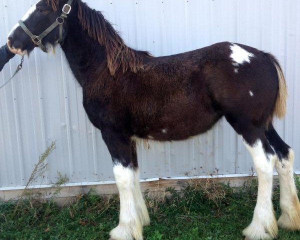 Pferd Diamond S Cookie (Clydesdale, 2015, von Armageddon's Lord Solomon)