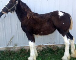 horse Diamond S Cookie (Clydesdale, 2015, from Armageddon's Lord Solomon)