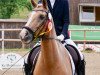 dressage horse Gentleman 223 (German Riding Pony, 2006)