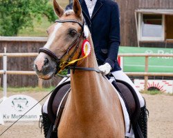 dressage horse Gentleman 223 (German Riding Pony, 2006)